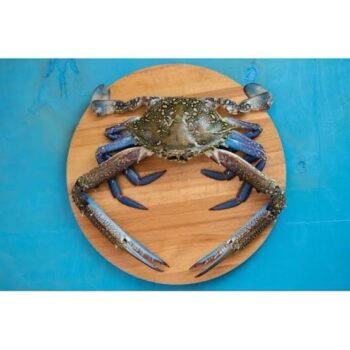 Jumbo Blue Crab