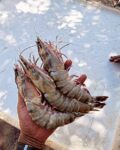 Jumbo Tiger Prawns